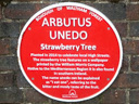Arbutus Unedo Strawberry Tree